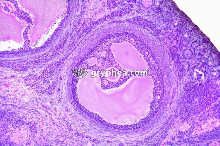 Ovaire de Lapine - follicule de De Graaf x25 - gryphea.org